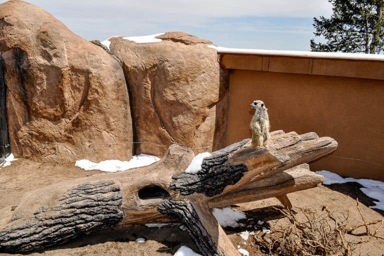 Shotcrete rockwork on zoo rocks in meerkat exibit.
